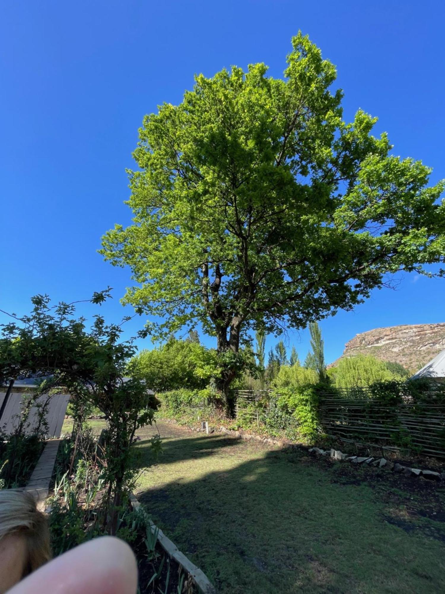 Periwinkle, Grove ,Acorn & Sage Cottages Clarens Luaran gambar
