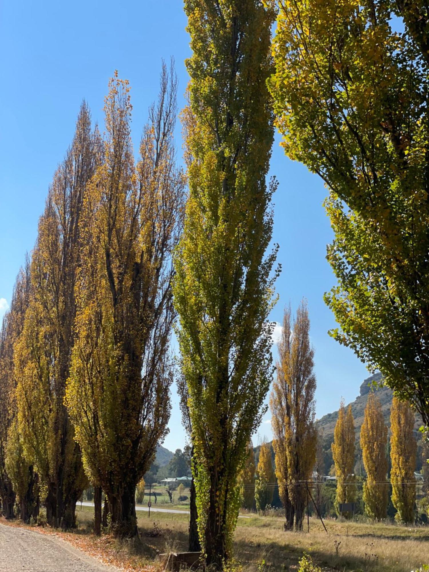 Periwinkle, Grove ,Acorn & Sage Cottages Clarens Luaran gambar